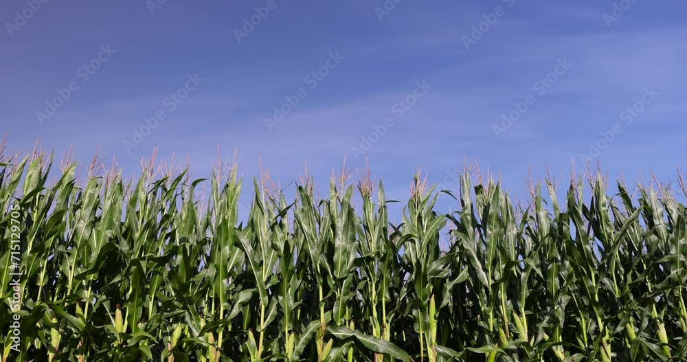 green corn with large ears before ripening, tall green corn in the summer in the field green corn with large ears before ripening, tall green corn in the summer in the field