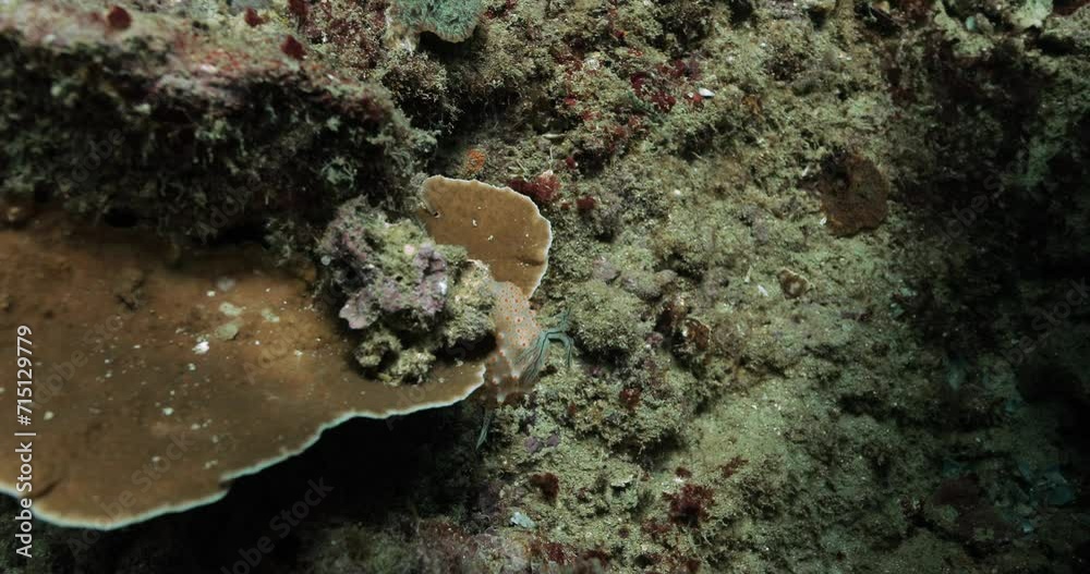 Fascinating nudibranch animal in the Andaman Sea in Thailand. Fascinating nudibranch animal in the Andaman Sea in Thailand.
