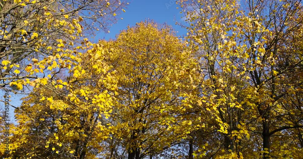 autumn park with colorful maple trees in sunny weather, beautiful yellow leaves on maples in the autumn season autumn park with colorful maple trees in sunny weather, beautiful yellow leaves on maples in the autumn season