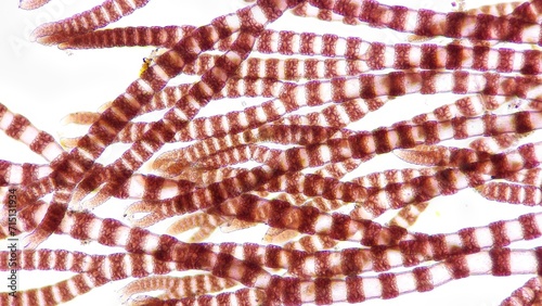Ceramium sp, a marine macroalgae belonging to Rhodophyta. 210x magnification. Stacked photo