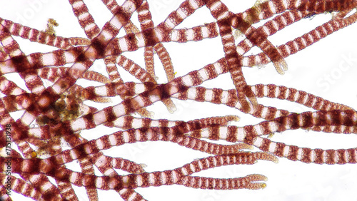 Ceramium sp, a marine macroalgae belonging to Rhodophyta. 210x magnification. Stacked photo