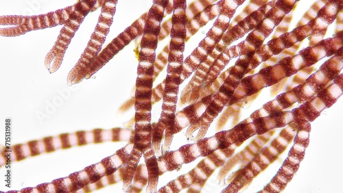 Ceramium sp, a marine macroalgae belonging to Rhodophyta. 210x magnification. Stacked photo