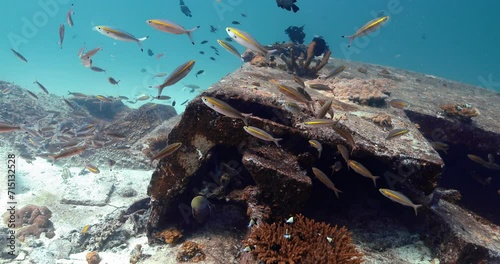 Group of yellowband fusilier fish schooling over king cruiser wreck. photo