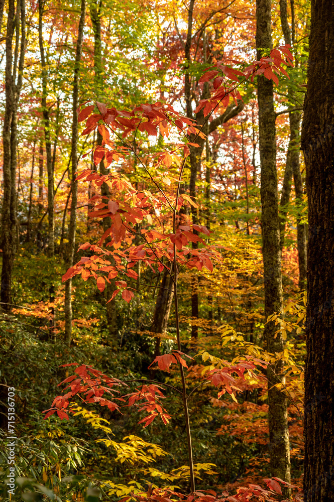 Bight Colors Of Autumn In The Smokies Bight Colors Of Autumn In The Smokies