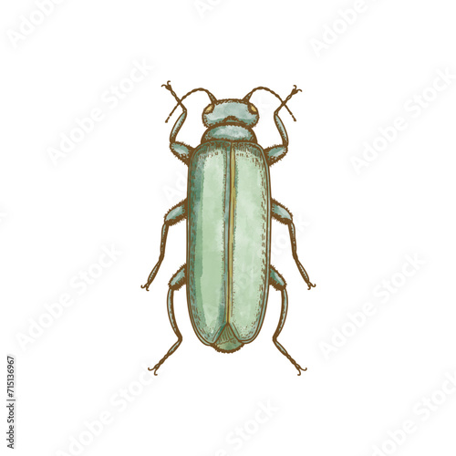 green beetle isolated on white background © Titian