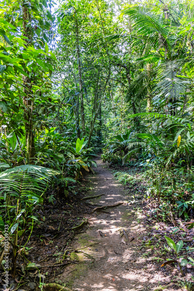 Chachagua Rainforest Costa Rica Chachagua Rainforest Costa Rica