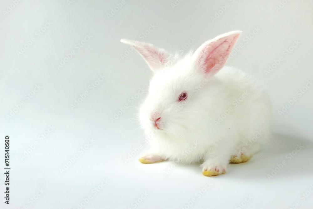 white rabbit on a white background white rabbit on a white background