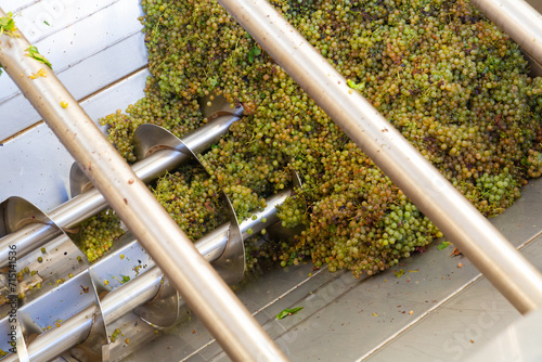 Freshly harvested white grape in corkscrew crusher destemmer, winemaking process photo