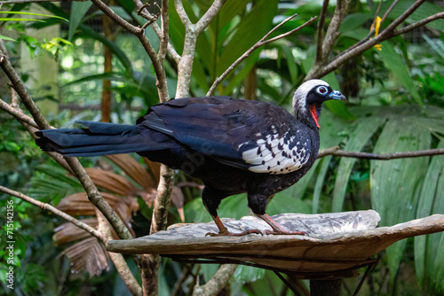 Jacutinga (Aburria jacutinga), também chamada jacuapeti, jacupará e peru-do-mato photo