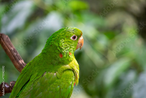 Maritaca também conhecida como maitaca, baitaca, cocota, humaitá, maitá, sôia, suia ou caturrita, psitacídeo 