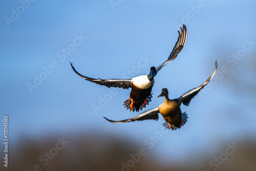 Принти на полотні Northern Shoveler, Spatula clypeata, male in flight over marshes