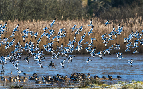 Pied Avocet, Recurvirostra avosetta, birds in flight over winter marshes at sunrise