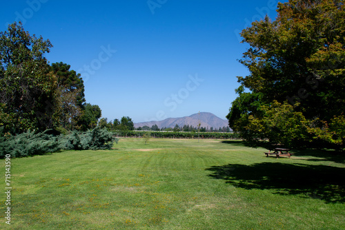 Fototapeta Naklejka Na Ścianę i Meble -  Beautiful garden in a grassy field with grape vines and the Andes mountain range in the background on a sunny day in Chile