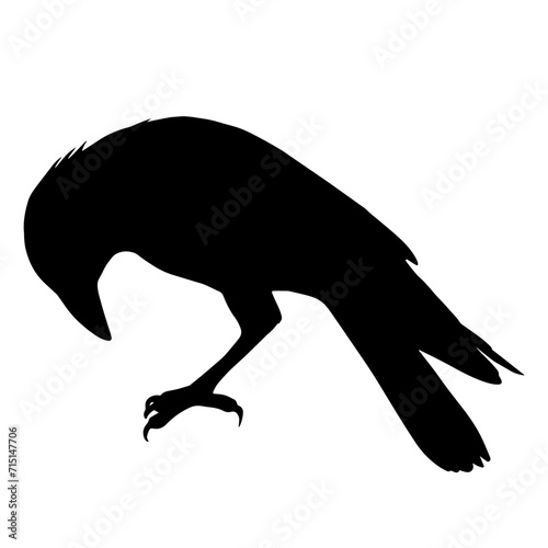 Crow silhouette