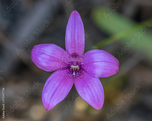 Close-up of a Pink Enamel Orchid (Elythranthera emarginata) - Leeuwin-Naturaliste National Park, Western Australia