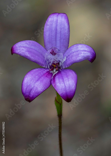 Close-up of a Purple Enamel Orchid (Elythranthera brunonis) - Margaret River, Western Australia