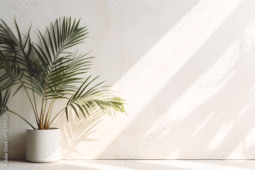 .Majestic Palm Bathed in Morning Sun, Minimalist Plant Studio Photo © Patchaporn