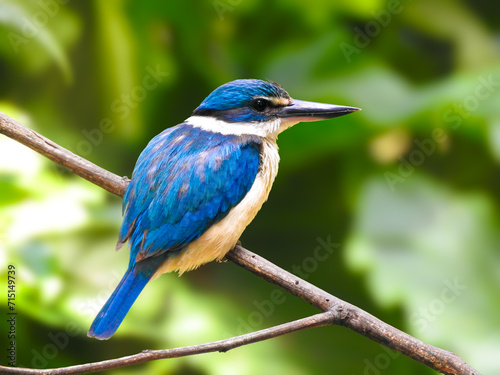 Kotare or Sacred Kingfisher Looking at Camera