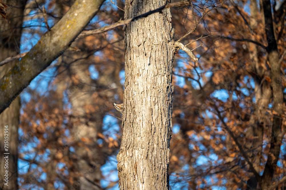 White-Breasted Nuthatch Bird in Tree in Midwest Winter White-Breasted Nuthatch Bird in Tree in Midwest Winter