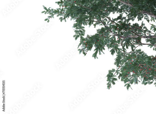 English yew tree and branches isolated