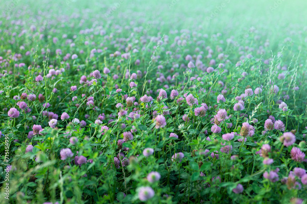 Clover field. meadow flower. Red clover in the wind in sunny weather. Red clover flower .Valuable forage and medicinal plant. Womens health flower.Useful herbs and flowers. Clover extract Clover field. meadow flower. Red clover in the wind in sunny weather. Red clover flower .Valuable forage and medicinal plant. Womens health flower.Useful herbs and flowers. Clover extract