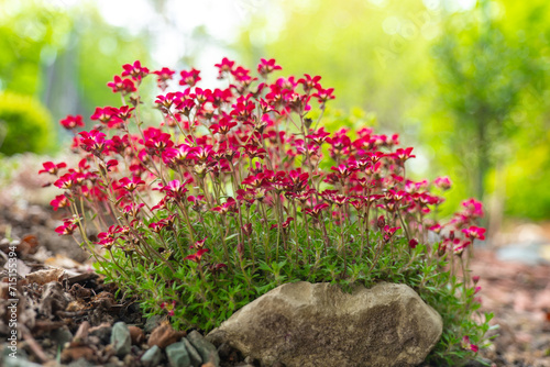 saxifraga arendsii .blooming saxifraga bush on a stone.Ground cover spring flowers. red saxifraga flowers in the spring garden.Low growing ground cover flower.Small red flowers for rock gardens 