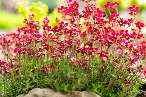 saxifraga arendsii bush on a stone.Ground cover spring flowers. red saxifraga flowers in the spring garden.Low growing ground cover flower.Small red flowers for rock gardens