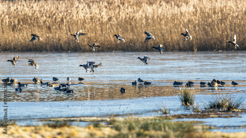 Eurasian Wigeon, Mareca penelope, birds in flight over winter marshes at sunrise Eurasian Wigeon, Mareca penelope, birds in flight over winter marshes at sunrise