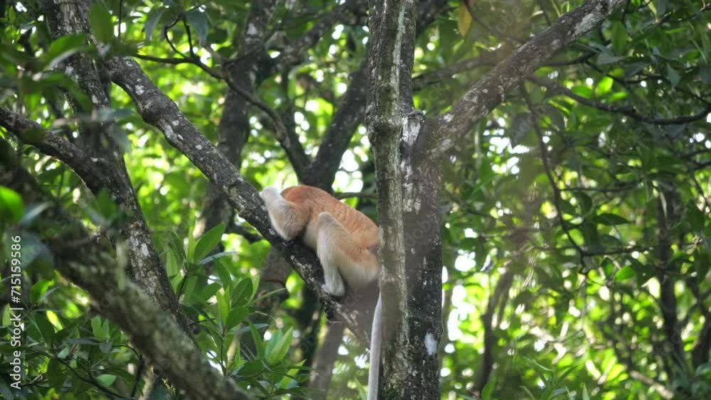 Selective focus proboscis monkey in the wild, sitting on tree, at mangrove forest at Tarakan, Indonesia. Proboscis monkey foraging at mangrove forest. Wild nature stock footage. Selective focus proboscis monkey in the wild, sitting on tree, at mangrove forest at Tarakan, Indonesia. Proboscis monkey foraging at mangrove forest. Wild nature stock footage.