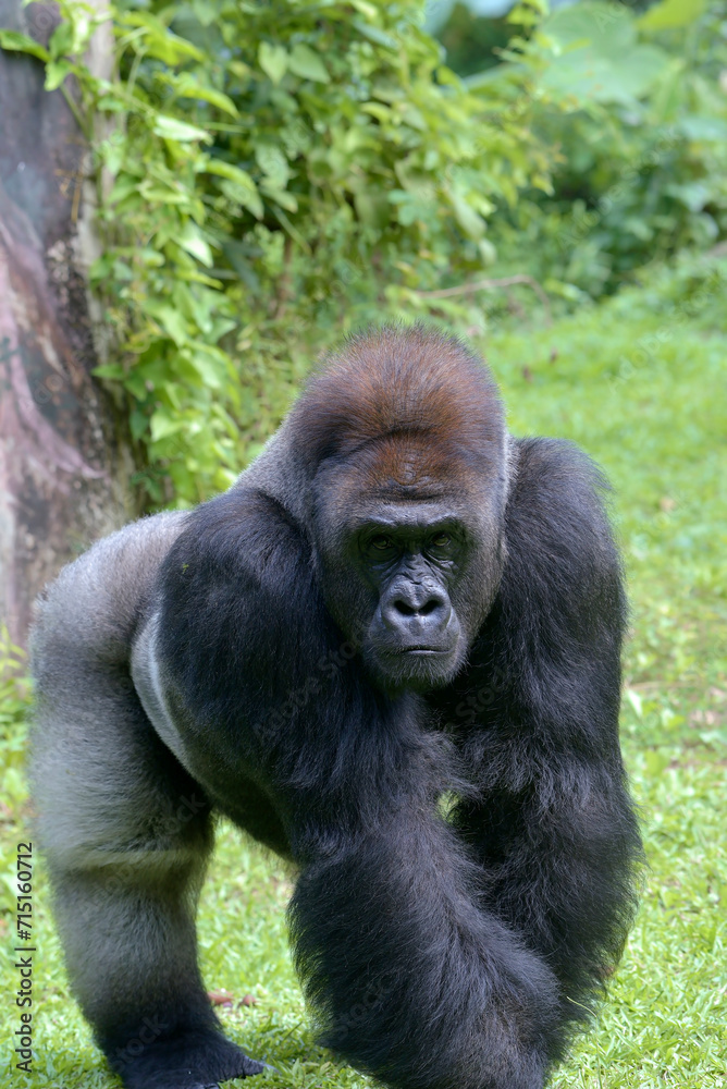 Lowland silverback gorilla in the forest