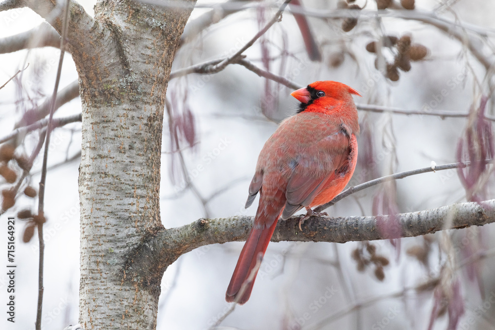 Male northern cardinal (Cardinalis cardinalis) in winter Male northern cardinal (Cardinalis cardinalis) in winter