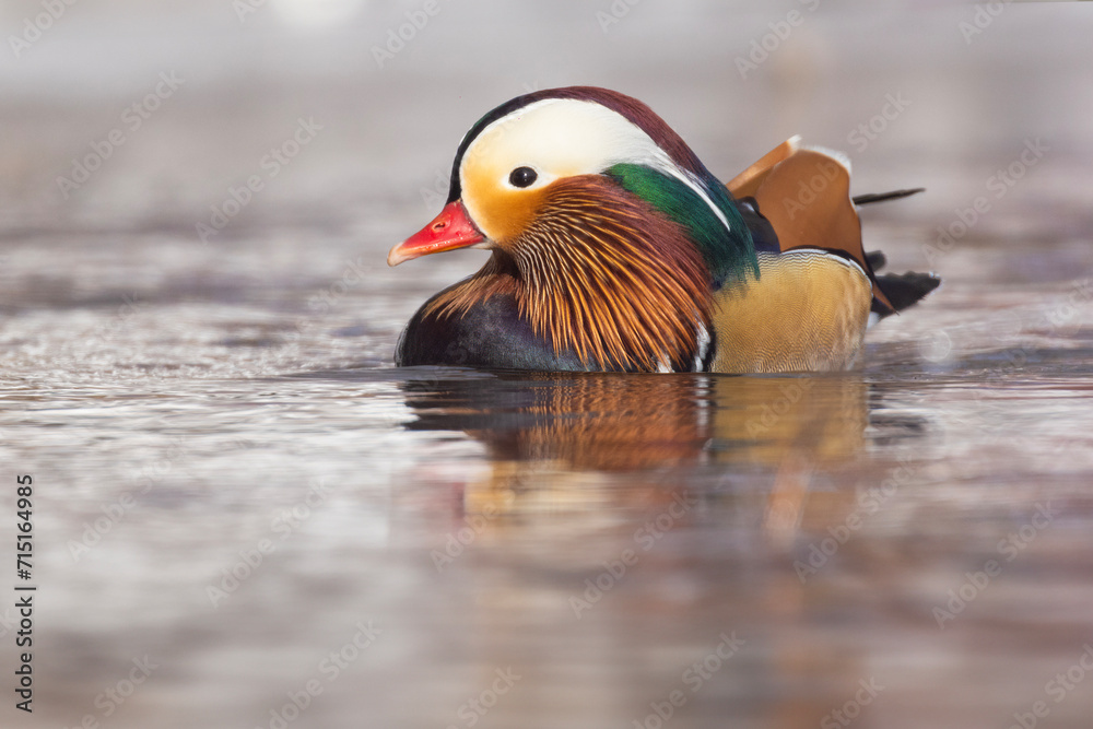 Male Mandarin duck (Aix galericulata) in winter Male Mandarin duck (Aix galericulata) in winter