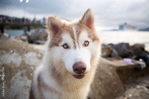 Portrait of blue-eyed Siberian Husky dog.