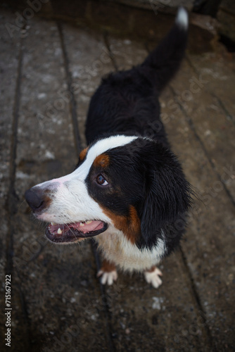 Portrait of female Bernese Mountain dog