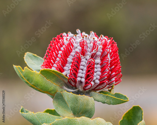 Close-up of a Scarlet Banksia or Waratah Banksia (Coccinea banksia) - Gull Rock National Park, Albany, Western Australia