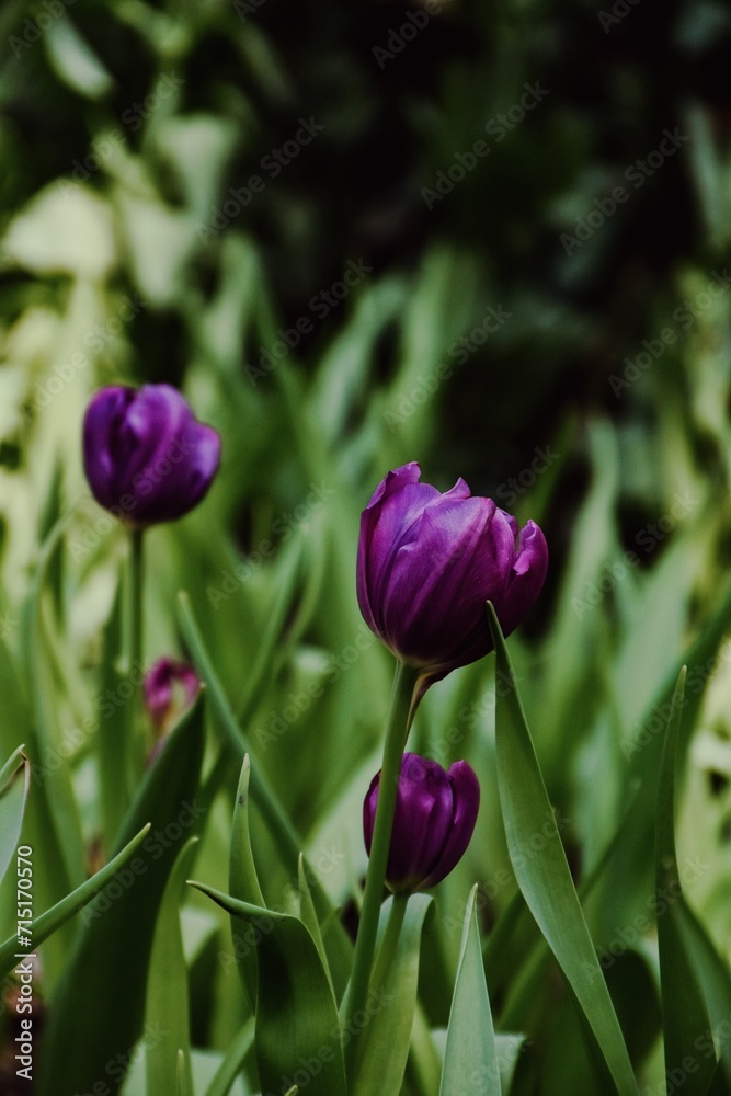 purple tulip flower. Purple peony tulip flower with petals, leaves and stem in a blurred background. Shallow depth of field.