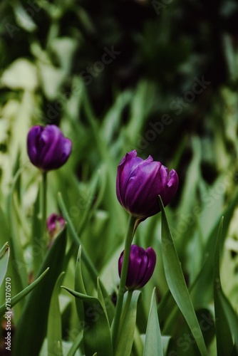 purple tulip flower. Purple peony tulip flower with petals  leaves and stem in a blurred background. Shallow depth of field.
