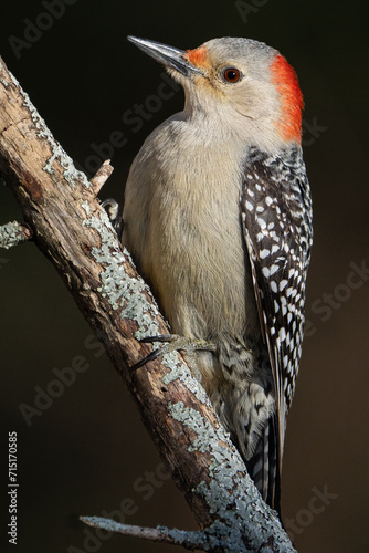Red-bellied Woodpecker Female © mattcuda