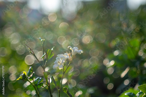 Full frame shot of water on metal, Close-up of bubbles on railing against Bubbles,fragrant plant in a garden under blurred blue sky, selective focus image,Wrightia religiosa on a blurred background
