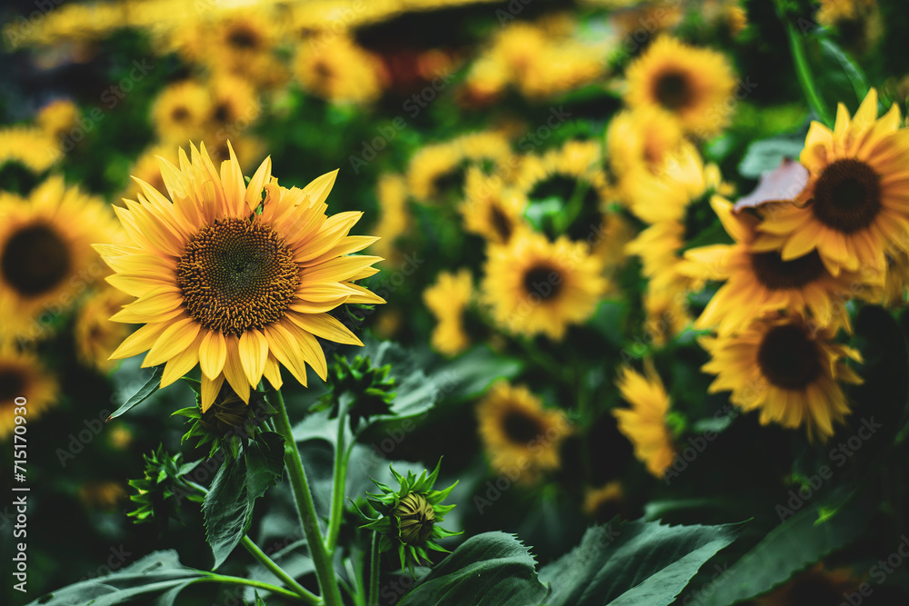 Fototapeta premium Sunflowers are yellow, the petals are large, the pistils are round and yellow. Close-up of sunflower field against sky, Close-up of sunflowers on land Sunflower blooming in Phitsanulok provinces,Clos