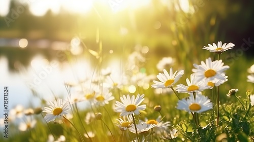 blooming daisies in a beautiful meadow  green field with grass. sunset  sunrise  in a natural park