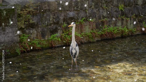 A flurry of falling cherry blossoms and Grey heron at Shirakawa river Kyoto photo