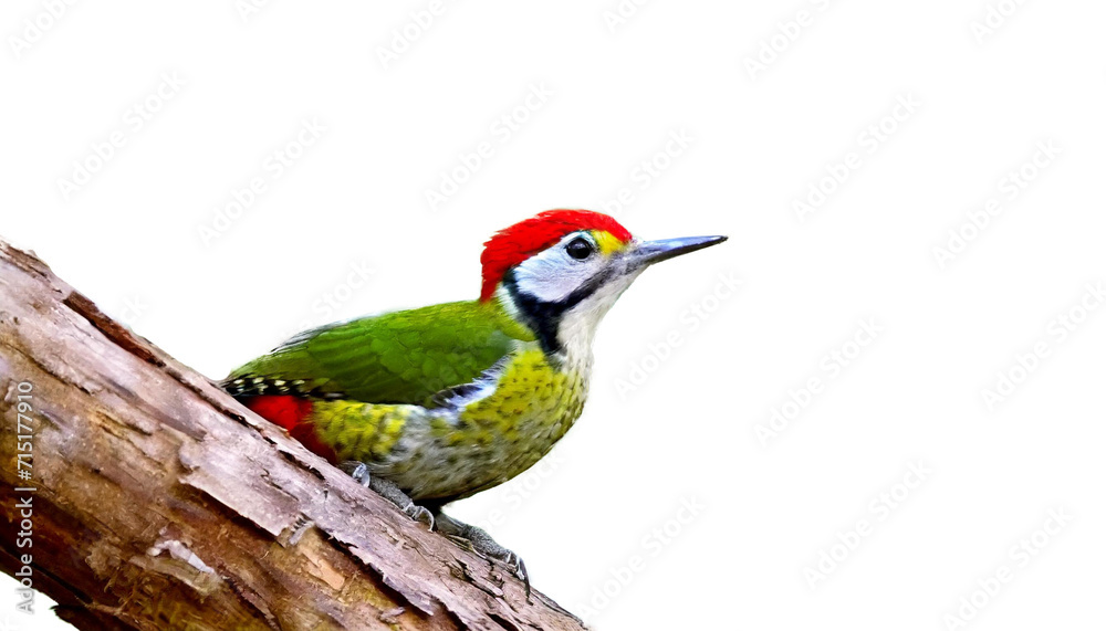 Obraz premium アオゲラ, キツツキ