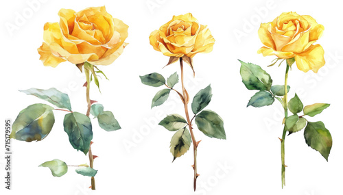 Set of yellow roses and leaves on an isolated background. Watercolor flowers vector illustration clipart. Botanical hand drawn art for postcards and design.