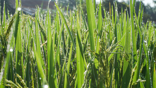 Rice plants and rice fields in the morning and dew still on the leaves