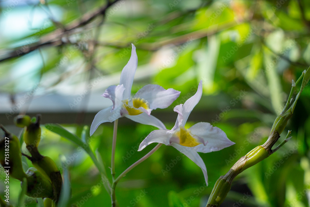 Obraz premium These orchids look like queens in the sun Close-up of flowers blooming outdoors, Cropped hand holding white orchid, Close-up of plant in vase,