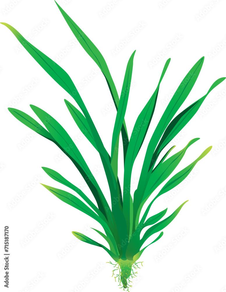 Fototapeta premium plant isolated on white