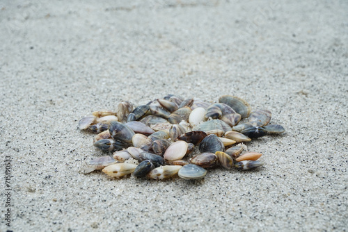 Small mussels are sea animals with shells on the beach sand
