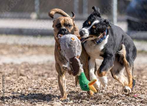 Pet Dogs Playing at a Local Dog Park. Promoting Dog Safety and Joyful Pet Park Moments.  Pet Photography. 