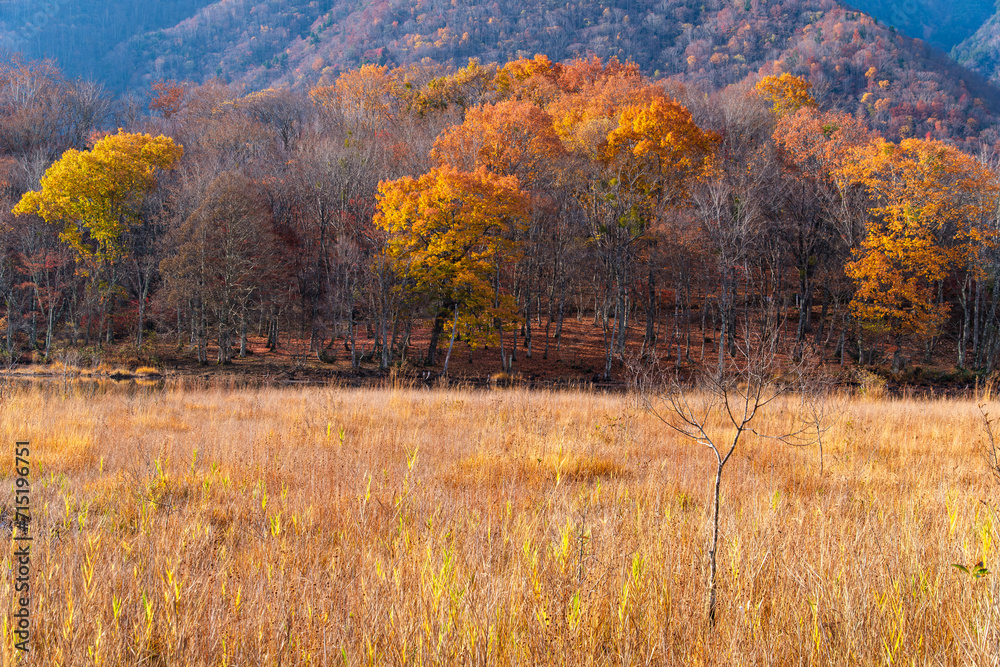 Fototapeta premium 観音沼の秋景色